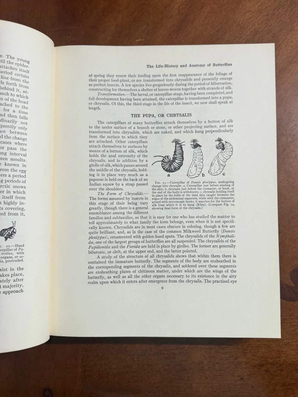 The Butterfly Book by - Teal Clothbound Coffee Table Book